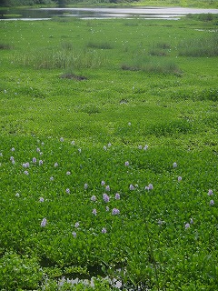 蕎麦を訪ねて_b0061863_20474115.jpg