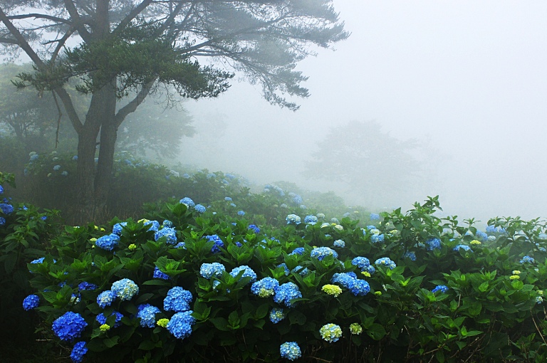 霧の中の紫陽花山--４--　20110704_a0050572_951896.jpg