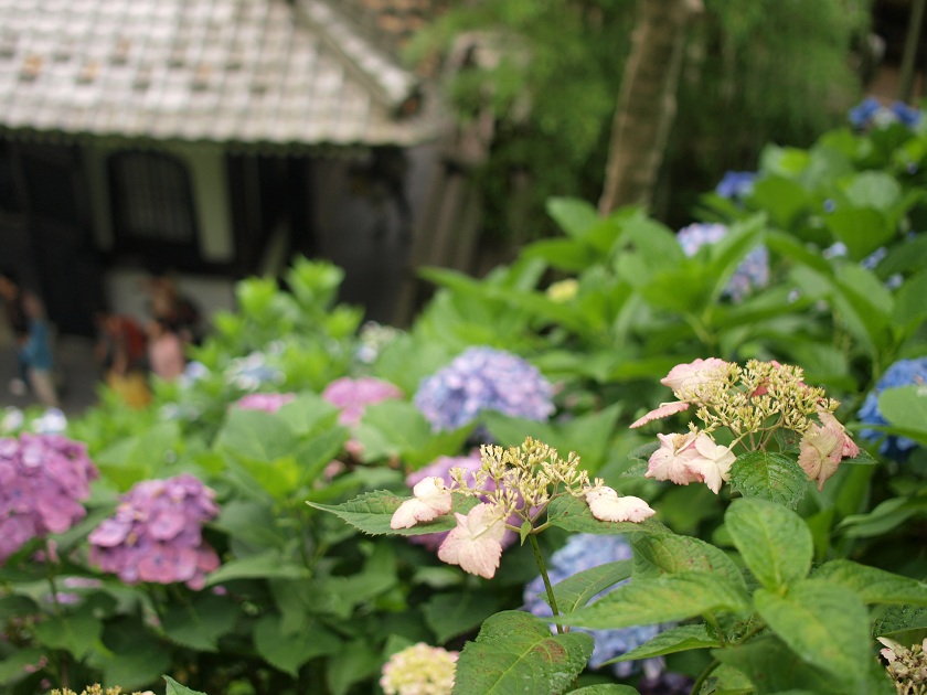 長谷寺の紫陽花　その1_e0163074_1545699.jpg