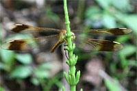 c0152779_22321717.jpg