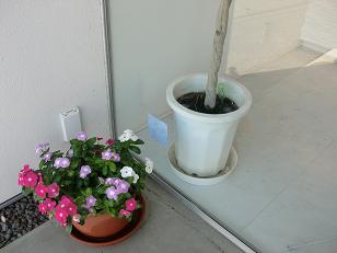 窓ガラスの・・・。_f0172281_62250100.jpg