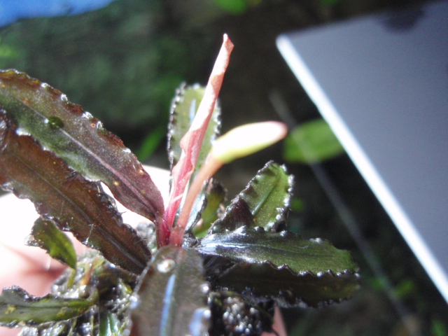 【AZ便】 ブセファランドラ sp チョッパーリーフ【AZ0311-XX】 c1bdd552c23debf98ab4ea8e91c950