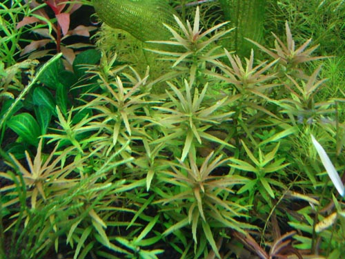 リムノフィラ Sp ダナン ナローリーフ 店内水草 植物情報