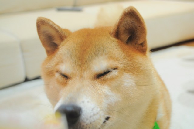 ピー!クルクル!_a0126590_0421796.jpg