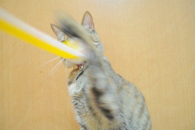 ピー!クルクル!_a0126590_048985.jpg