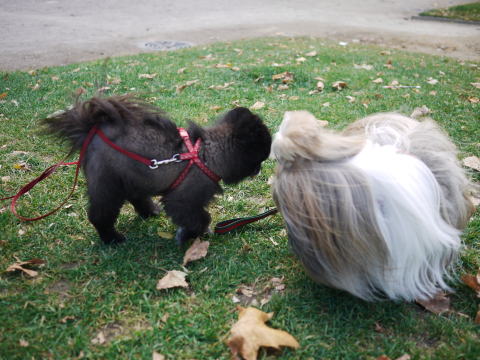 c0090198_3195237.jpg
