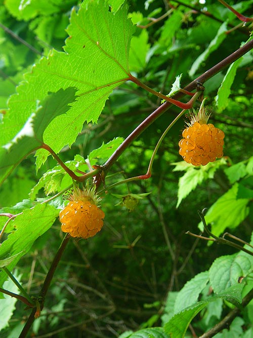 モミジイチゴ（紅葉苺）Rubus palmatus　　　 Left_d0161799_1159753.jpg