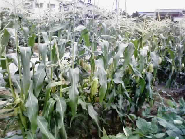 c0064706_105136.jpg