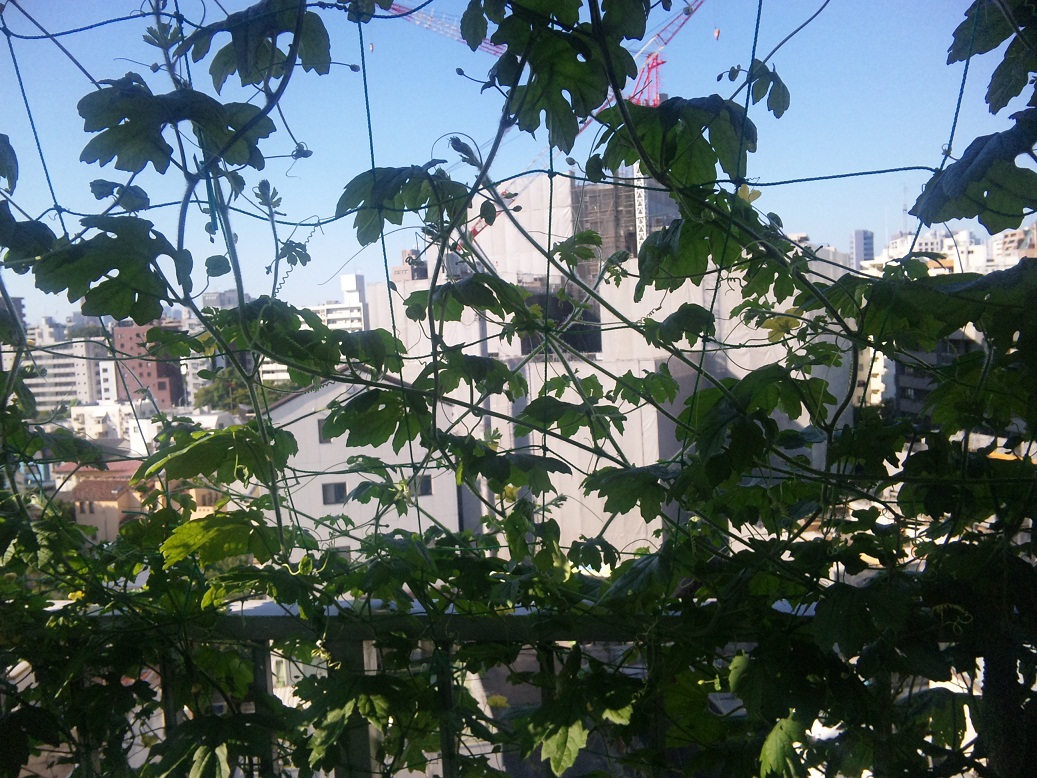 c0003409_7344812.jpg