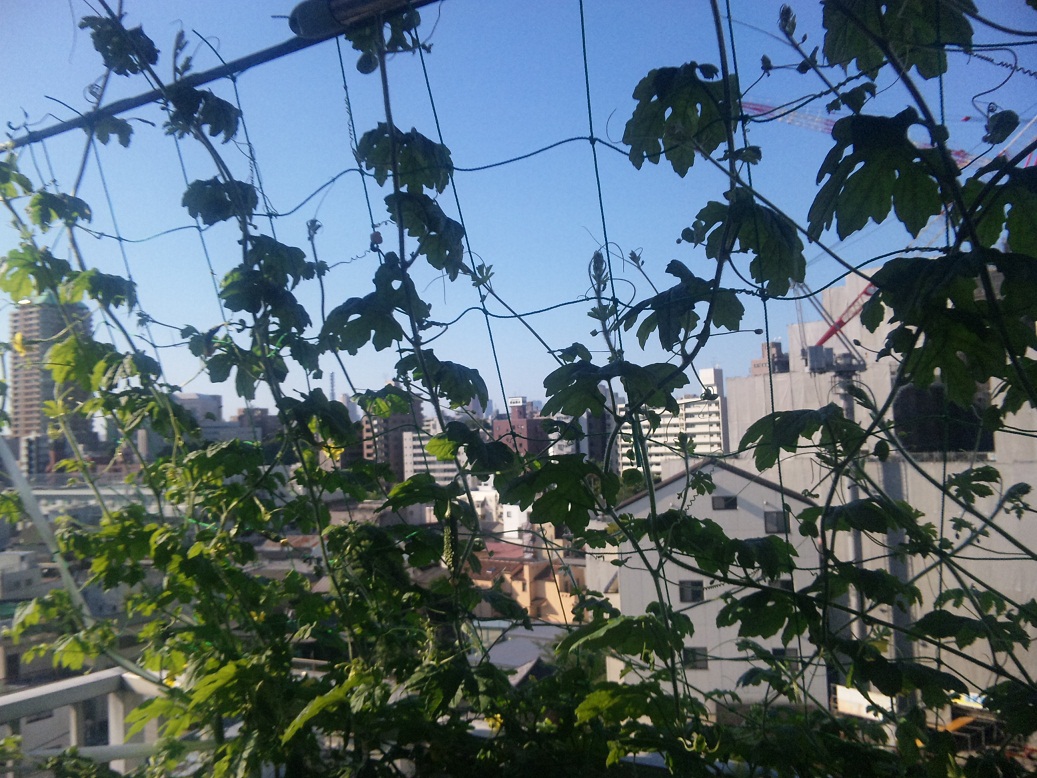 c0003409_7353517.jpg