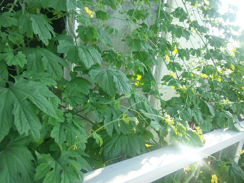 c0003409_7382890.jpg