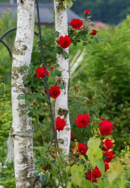 f0133013_8133423.jpg