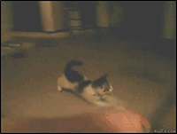 ぬこ_a0006814_12245635.gif