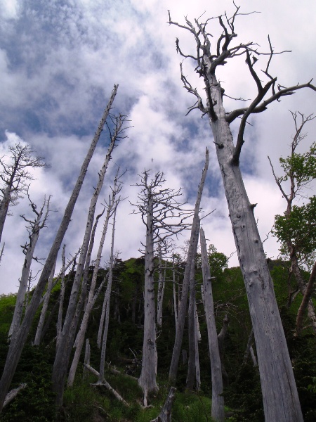 c0177814_1474084.jpg