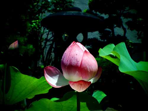 永昌寺の蓮　（７月７日　寫壇太陽撮影会にて）_a0023315_2036465.jpg