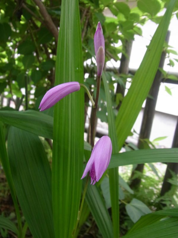 7月の庭_c0025115_22331654.jpg