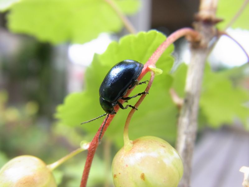 7月の庭_c0025115_2246446.jpg