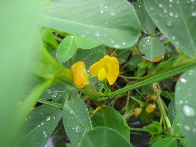 落花生の花_b0093221_2337910.jpg