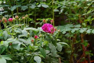f0170524_2031290.jpg
