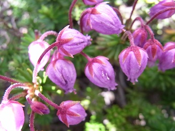 c0204725_9145529.jpg