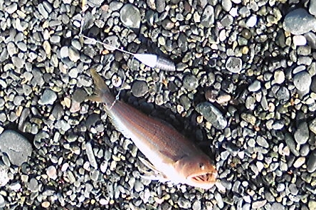 c0158029_2295192.jpg