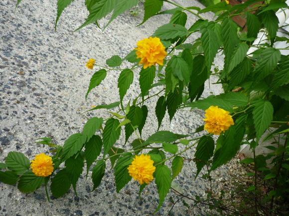 c0216434_17361778.jpg