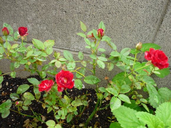 c0216434_1739949.jpg