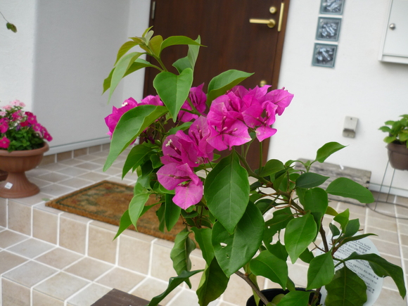 c0216434_17421030.jpg