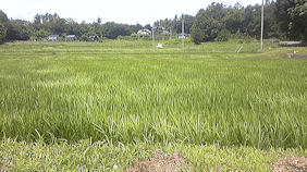 f0161535_035825.jpg