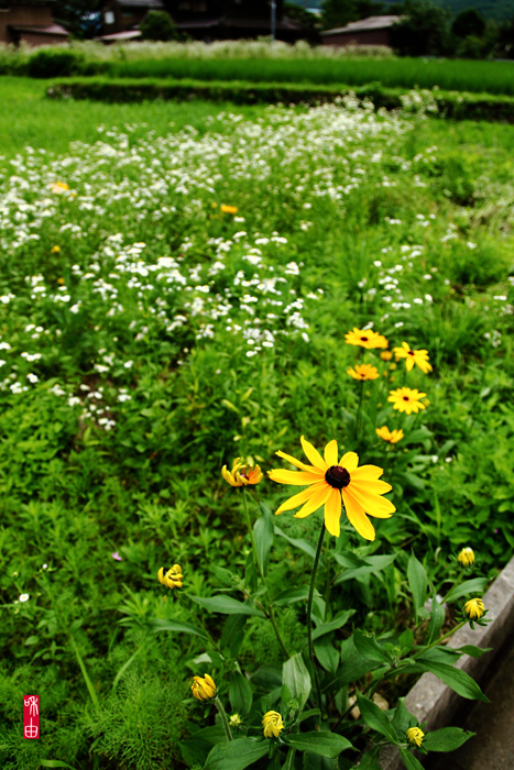 Blooming in the alley_c0187744_22135184.jpg