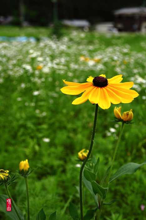 Blooming in the alley_c0187744_2214279.jpg