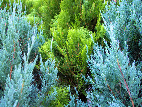 c0050857_13353679.jpg
