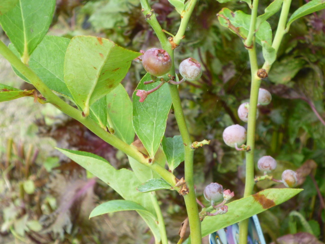 夏の菜園は続く・・・_a0110659_1131521.jpg