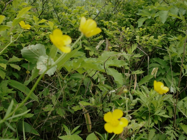 d0010065_162437.jpg