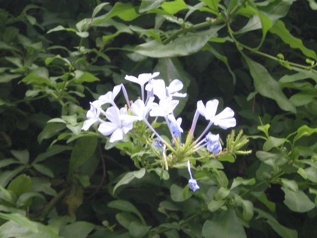 e0003465_17381335.jpg