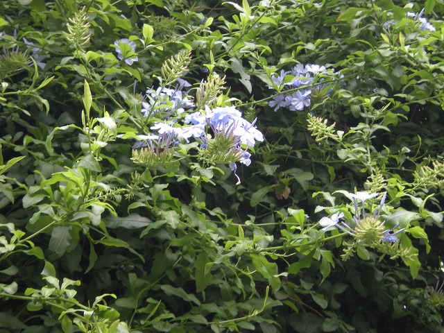 e0003465_1738185.jpg