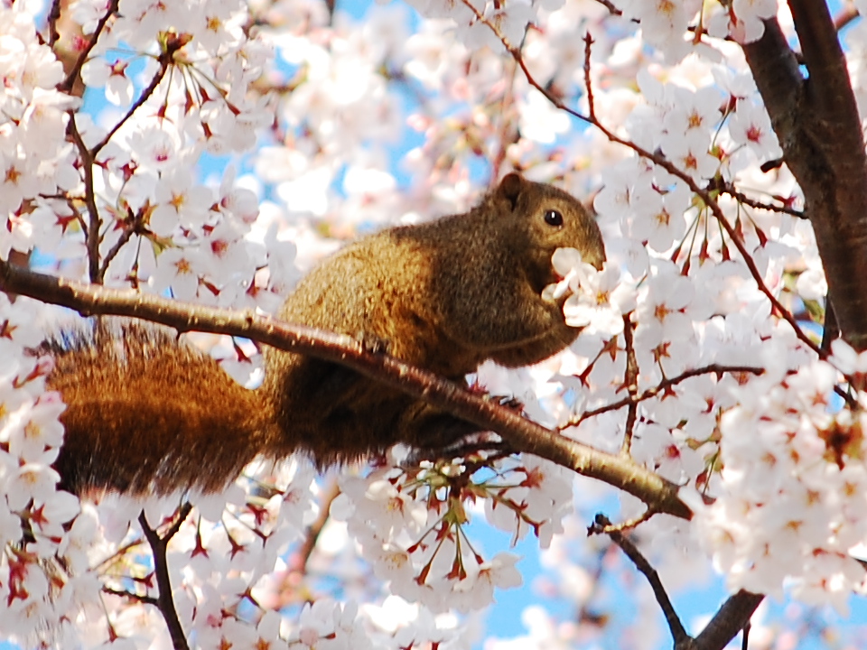 お花見するリス_e0030765_13491018.jpg