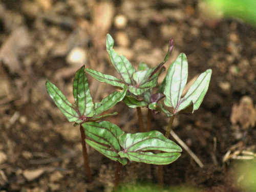 f0208666_15463345.jpg
