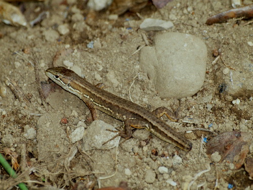 f0208666_1653518.jpg