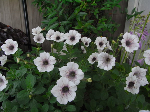 b0194267_2043215.jpg