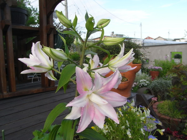 b0194267_20483920.jpg