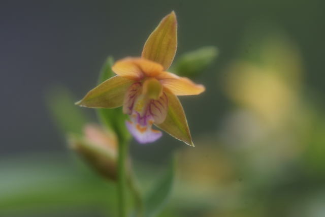   カキラン　自宅の山野草（13）_b0223668_664482.jpg