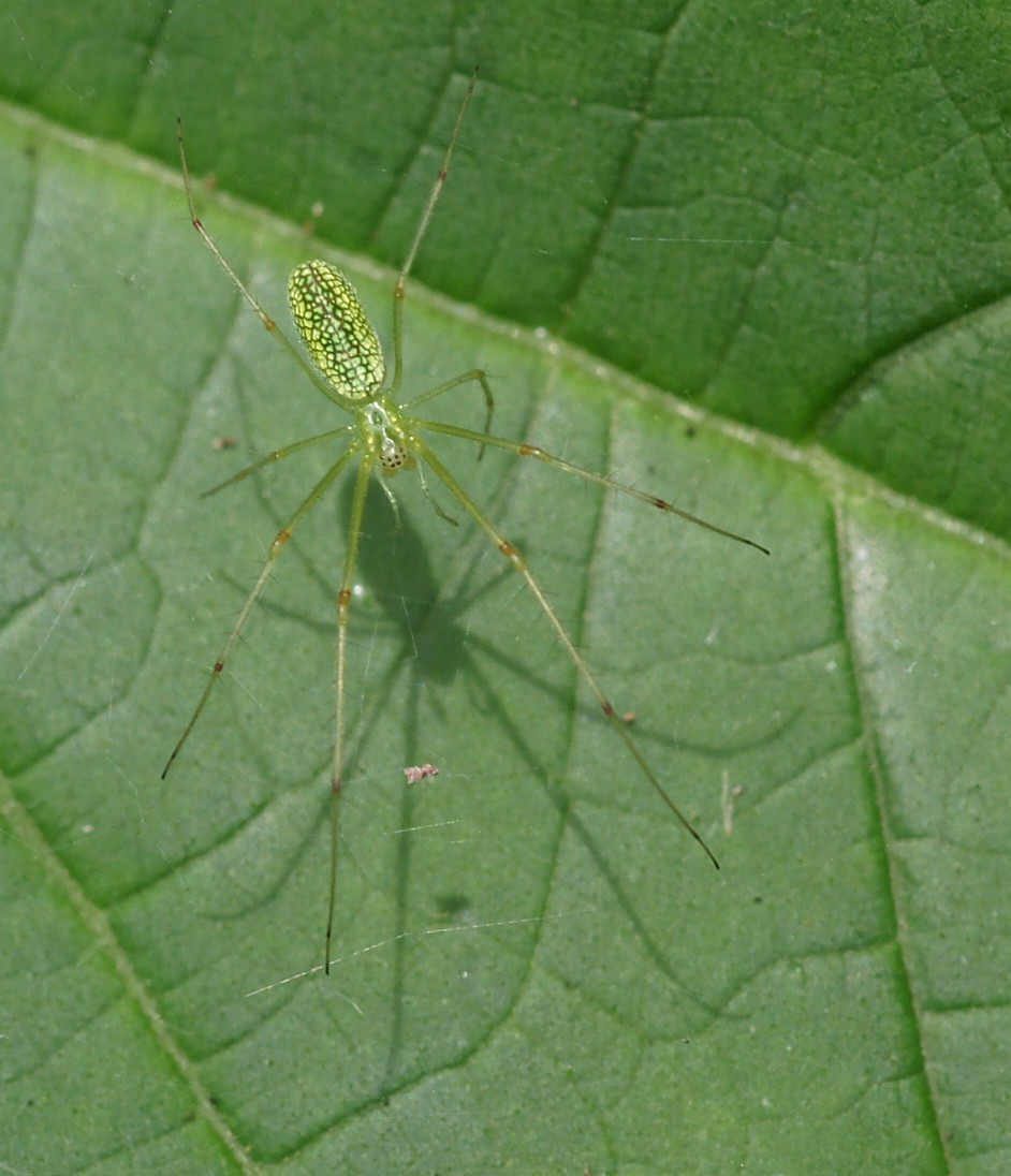 エゾアシナガグモ 虫愛づる記録