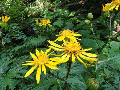 記念登山　金山（福岡市早良区）_d0182075_17324685.jpg