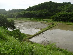 ナスの台木が伸びました ゆうちゃん所長のひとりごと