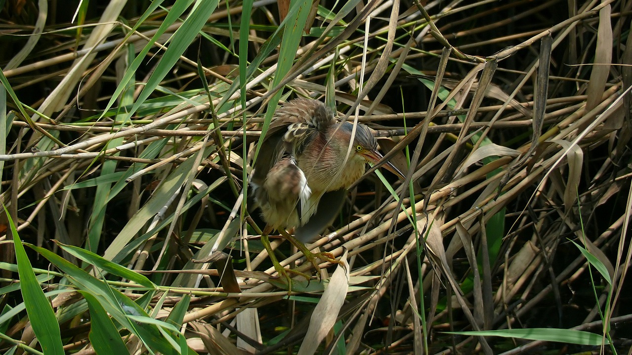 a0185081_15574217.jpg