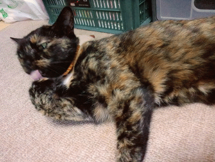 f0091785_16421483.gif
