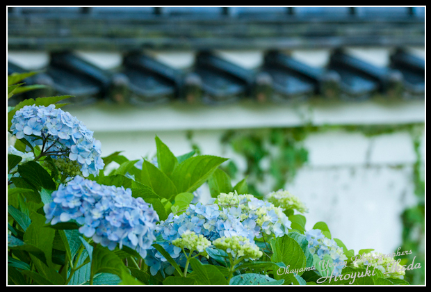 寺の塀と紫陽花_a0143786_2035870.jpg