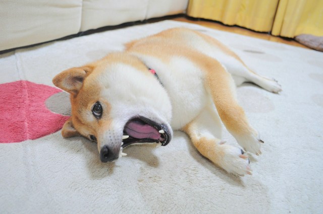 つーちゃんが怖い!_a0126590_3463144.jpg