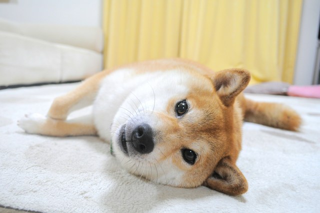 つーちゃんが怖い!_a0126590_3484888.jpg